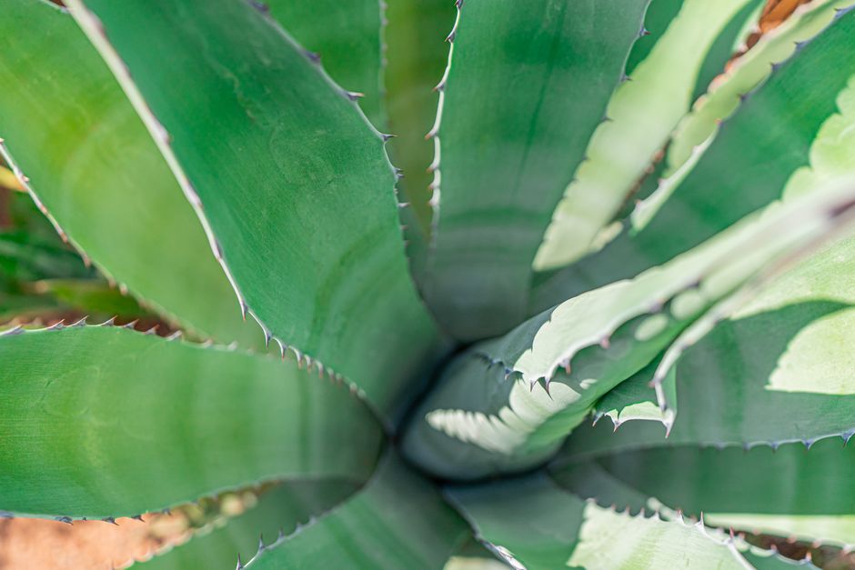Detailed close-up of a spiky green agave plant with sharp leaves under natural light.