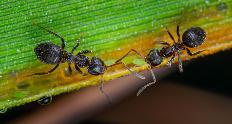 Ants - bug identification photo
