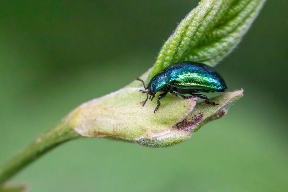 Beetles - bug identification photo