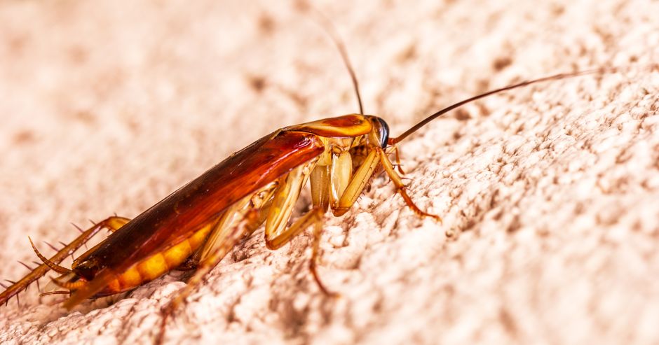Cockroaches - bug identification photo