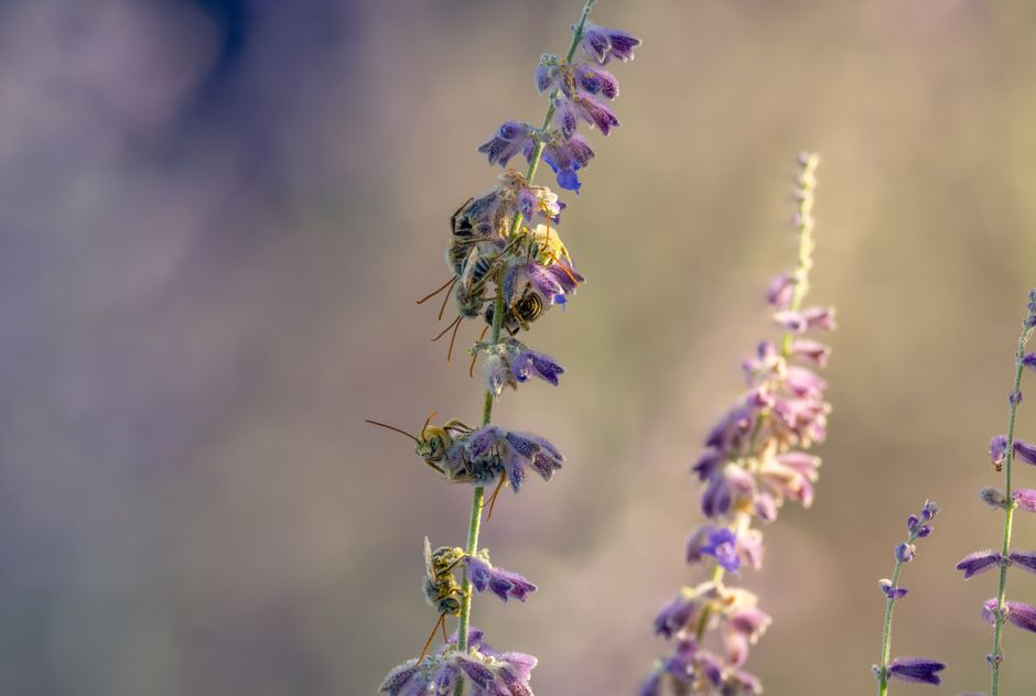 Bees - bug identification photo