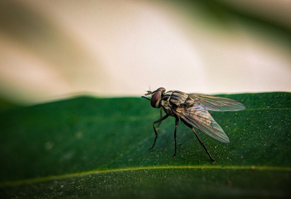 House Flies - bug identification photo
