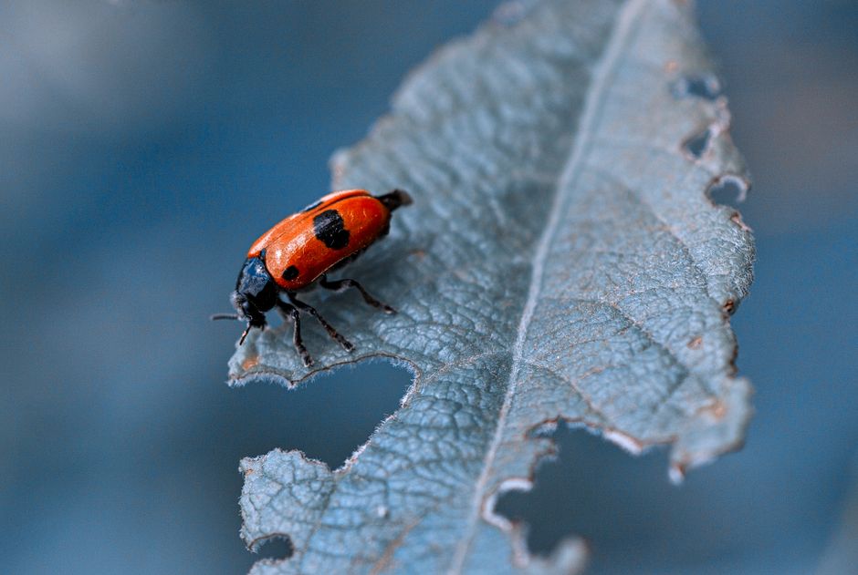 Ladybugs - bug identification photo