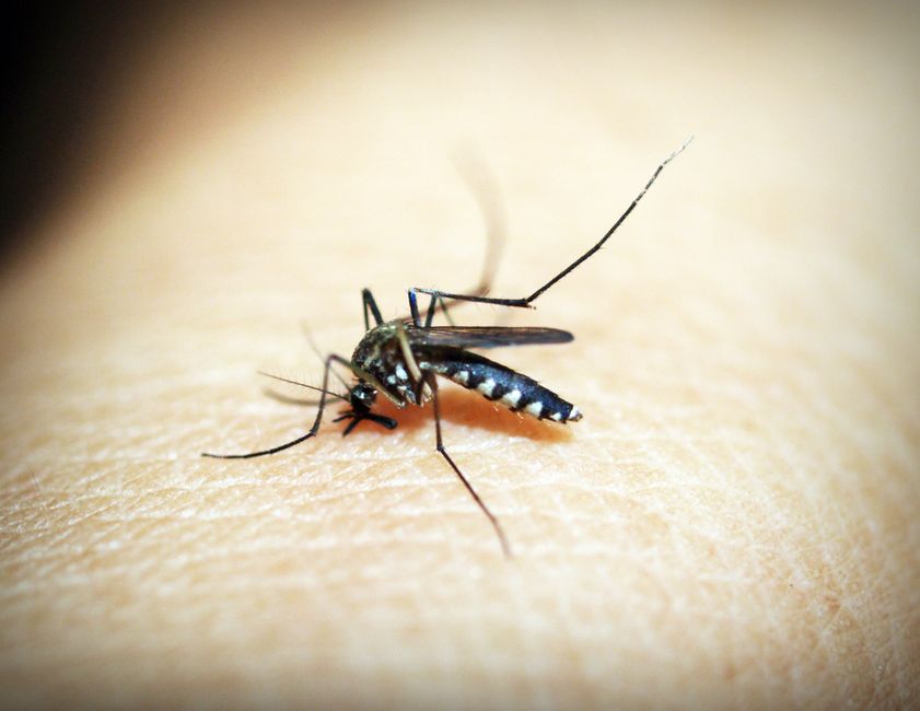 Mosquitoes - bug identification photo