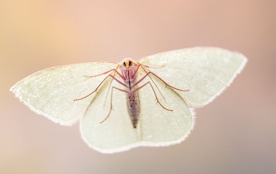 Moths - bug identification photo