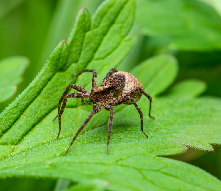 Brown Recluse Spider identification photo