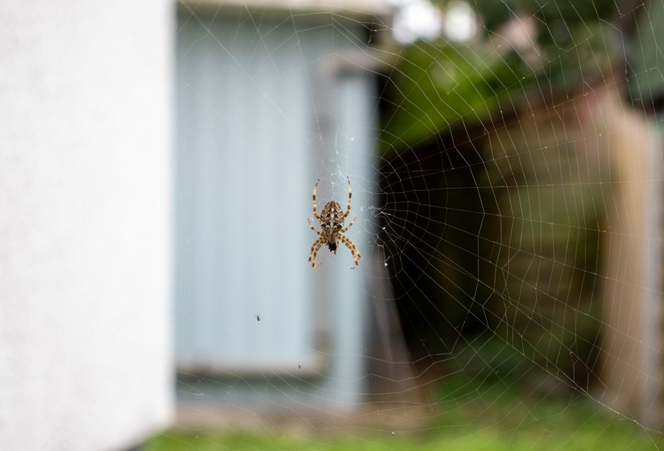 Spiders - bug identification photo