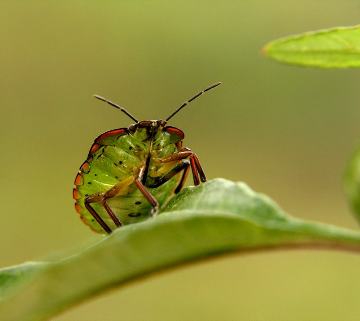 Stink Bugs - bug identification photo