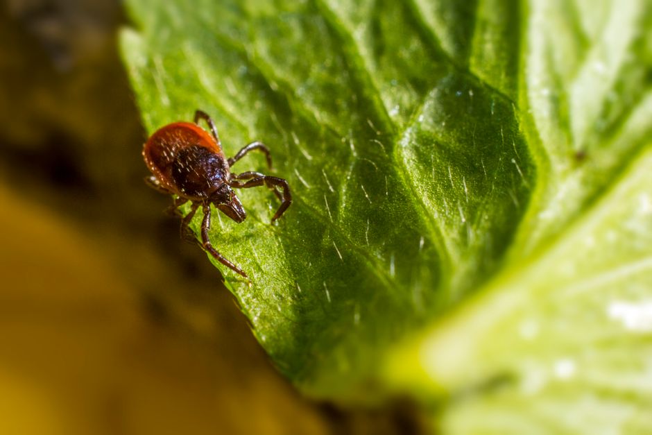 Ticks - bug identification photo