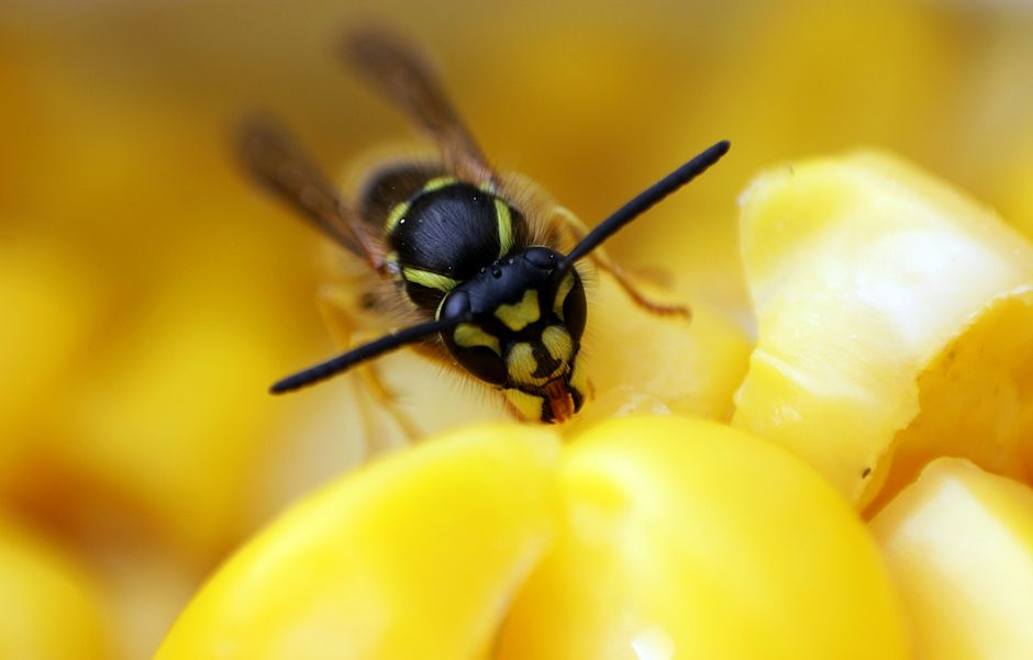 Wasps & Hornets - bug identification photo