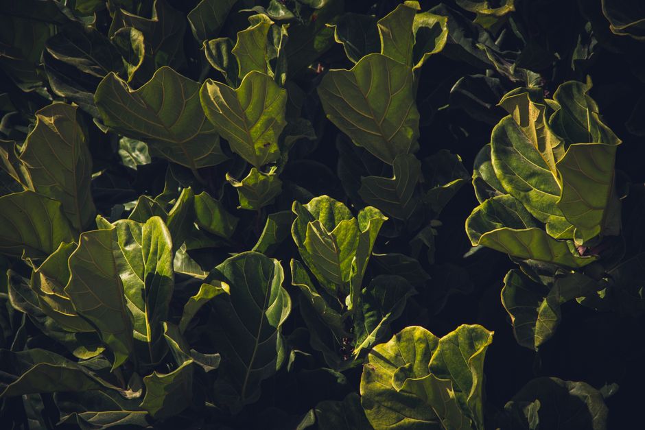 Top view of lush fiddle leaf fig plants with deep green foliage, perfect for nature-themed designs.