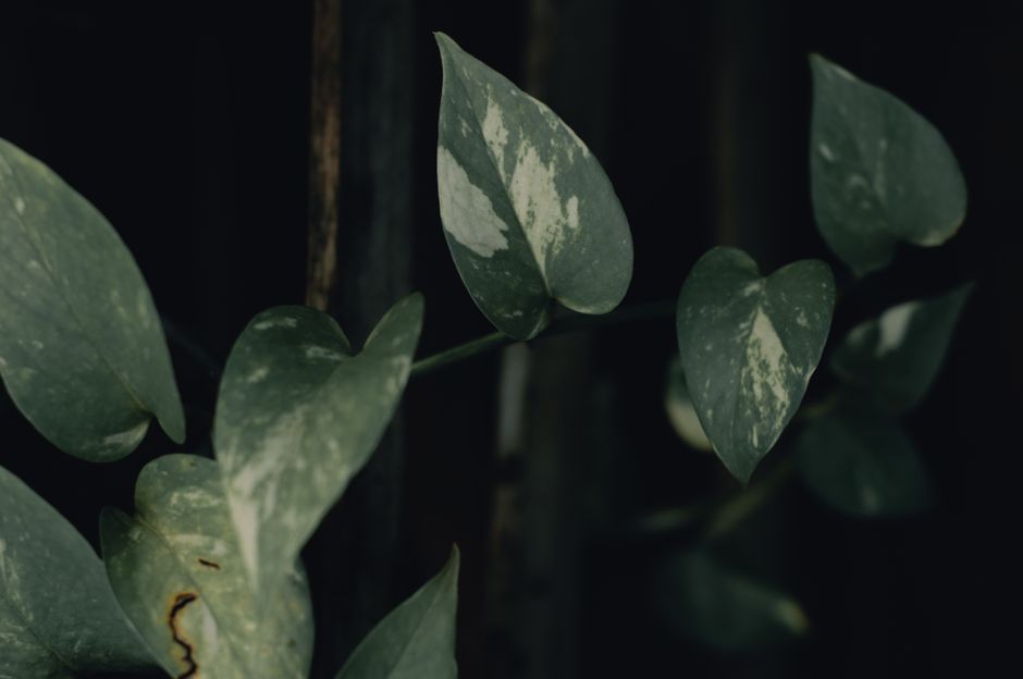 Detailed view of pothos leaves with variegated patterns, captured in moody lighting.