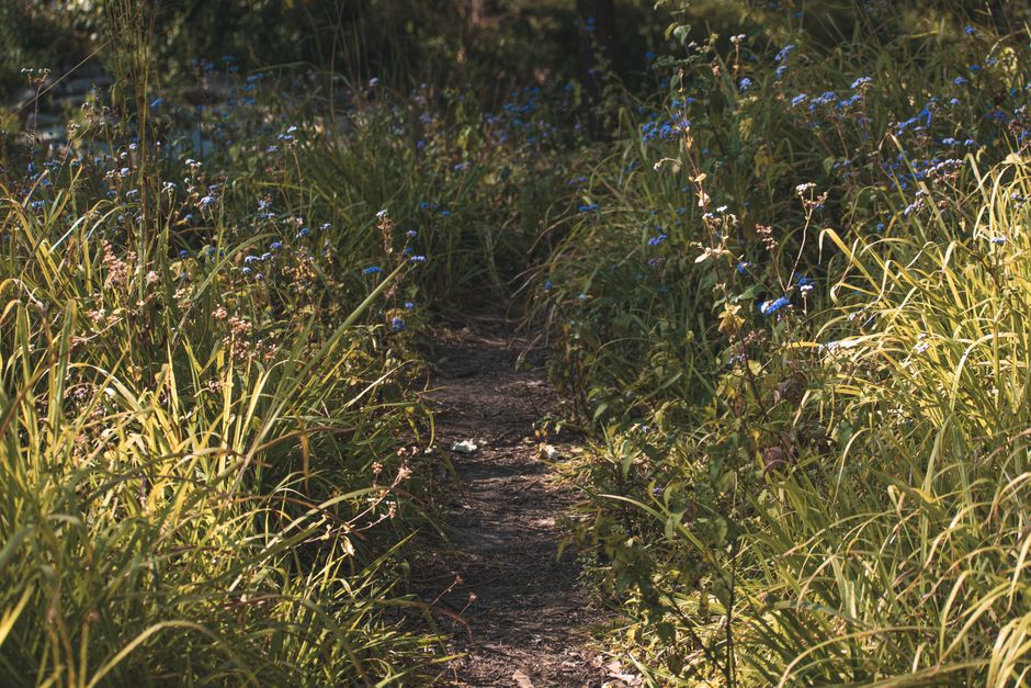 Serene bush trail surrounded by vibrant wildflowers in Brisbane, Australia.