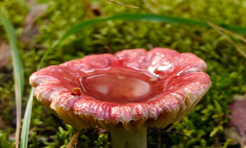 Red russula mushroom with rainwater pooled in its cap on mossy forest floor
