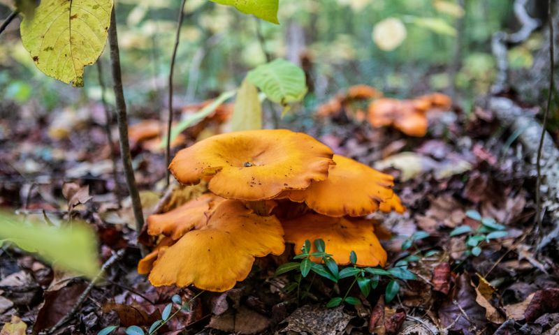 Cluster of vivid orange jack-o'lantern-type mushrooms on the forest floor