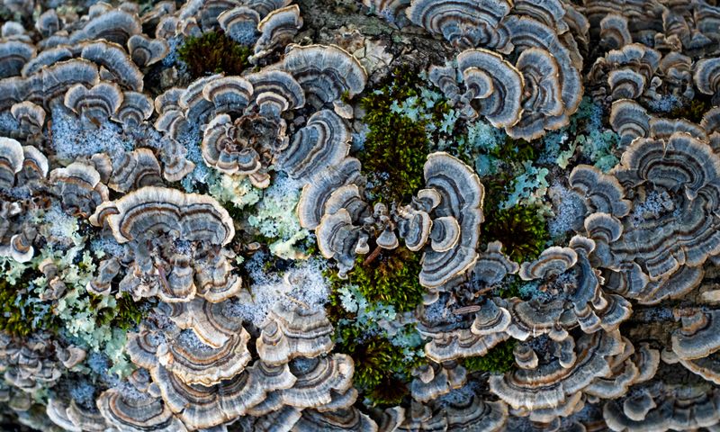 Banded turkey tail bracket fungi covering a tree trunk with moss
