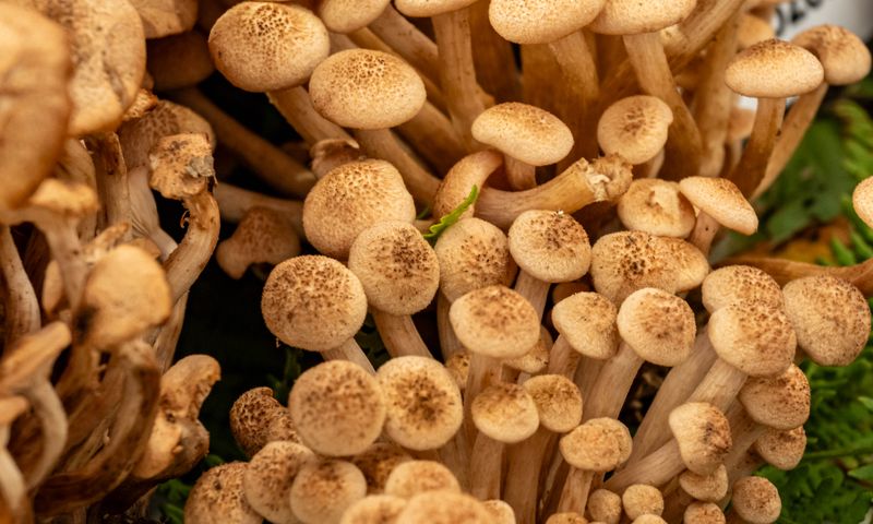 Dense cluster of wild honey mushrooms (Armillaria) with speckled caps