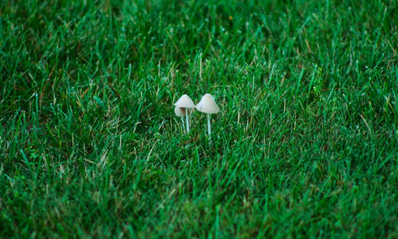 Two small white lawn mushrooms growing in green grass
