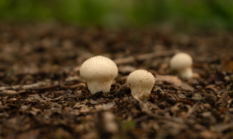 Desert & Arid Regions mushrooms