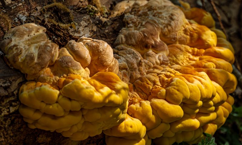 Eastern North America mushrooms
