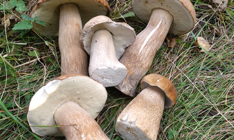 Europe mushrooms