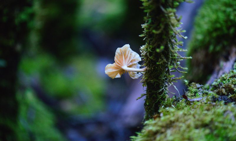 Pacific Northwest mushrooms