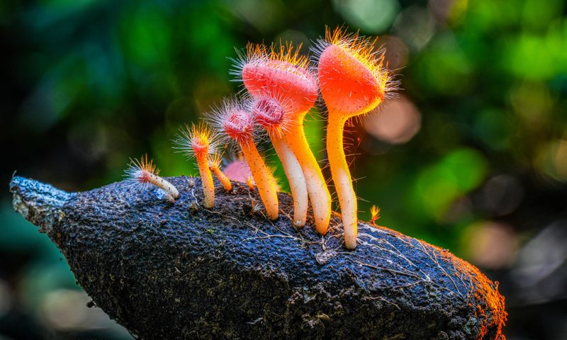 Tropical & Subtropical mushrooms