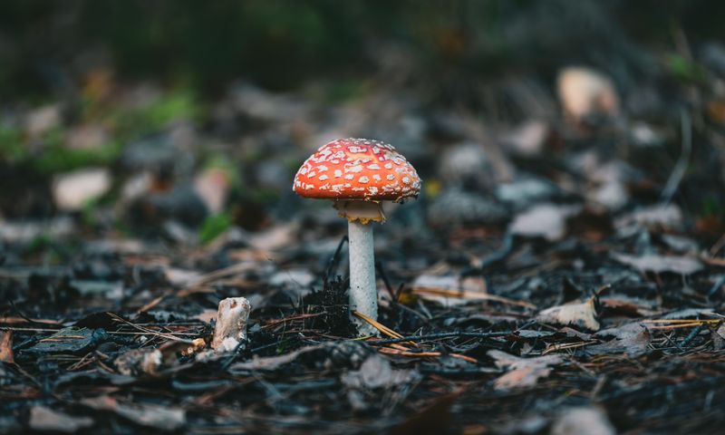 Red-capped Amanita muscaria mushroom among fallen autumn leaves