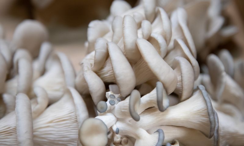 Cluster of pale winter oyster mushrooms in close-up detail