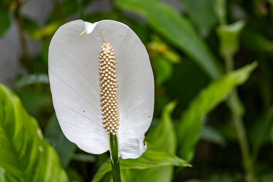 Close-up of a white peace lily (Spathiphyllum) flower surrounded by green leaves.