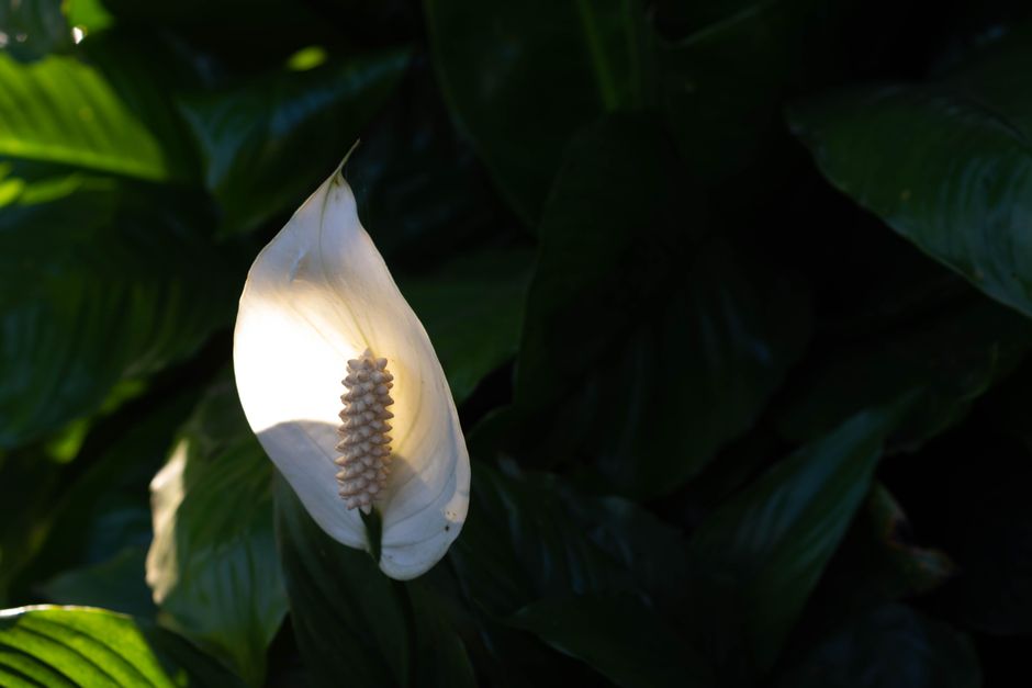 A serene white peace lily bloom among dark green leaves.