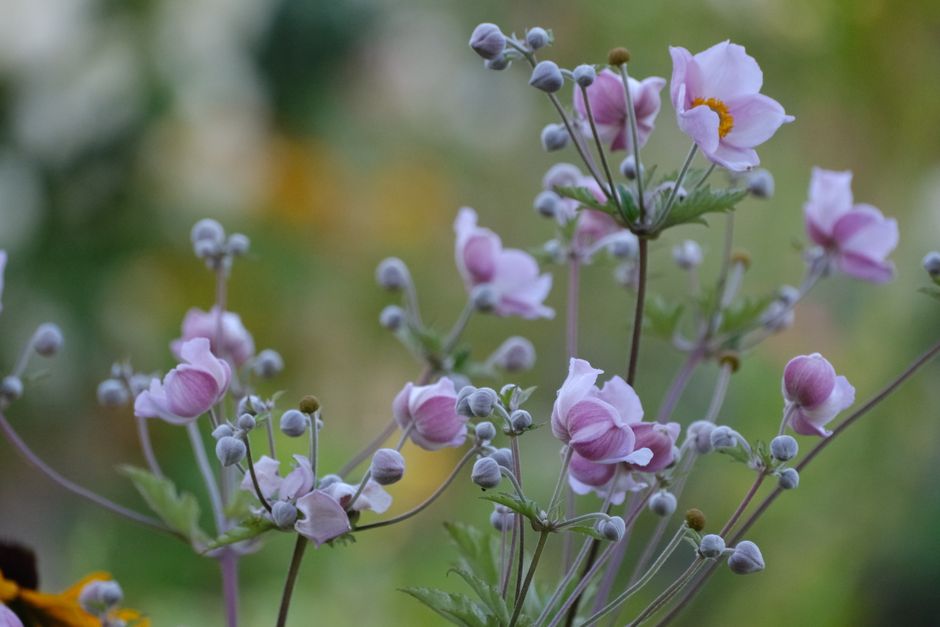 Garden Flowers - plant identifier photo