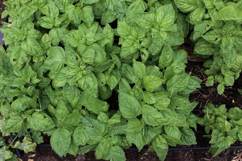 Herbs & Edibles - plant identifier photo