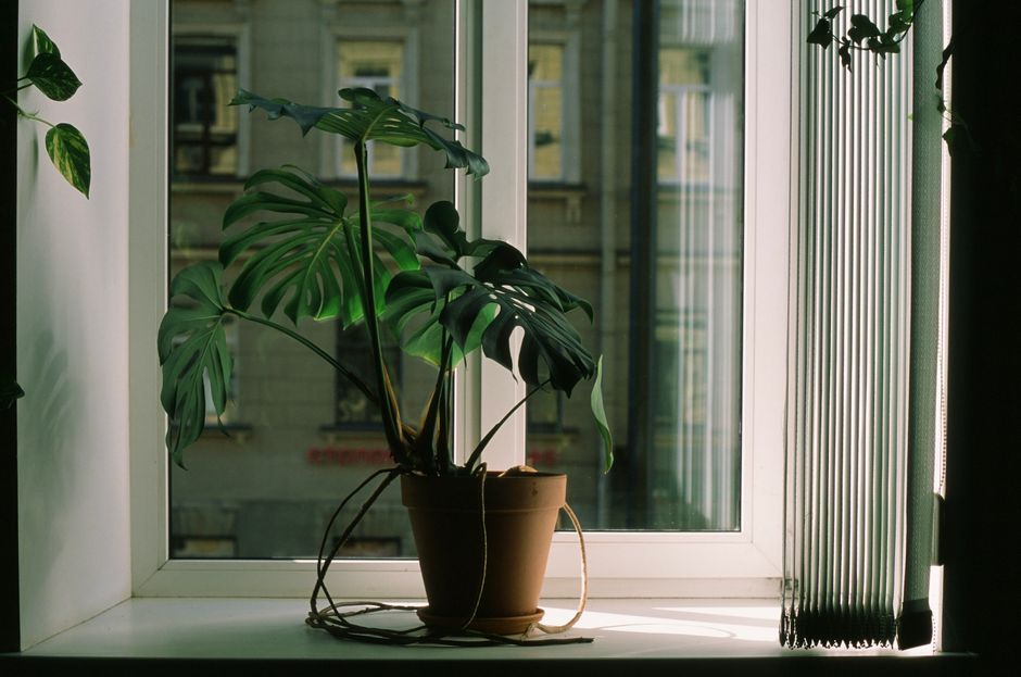 Houseplants - plant identifier photo