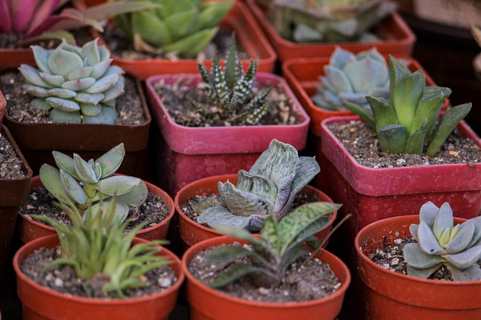 Succulents & Cacti - plant identifier photo