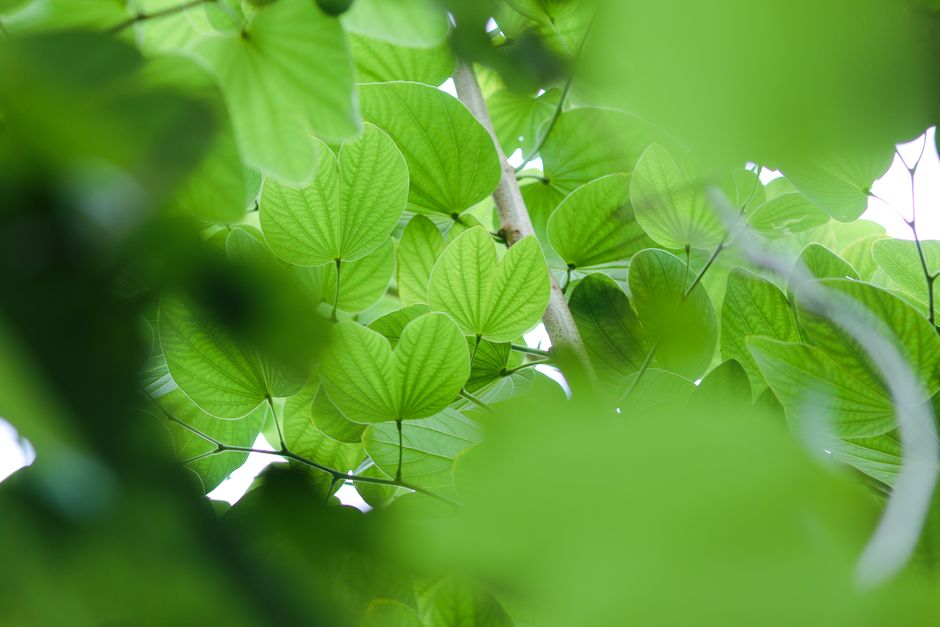 Trees & Shrubs - plant identifier photo