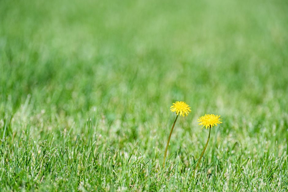 Weeds & Lawn Invaders - plant identifier photo