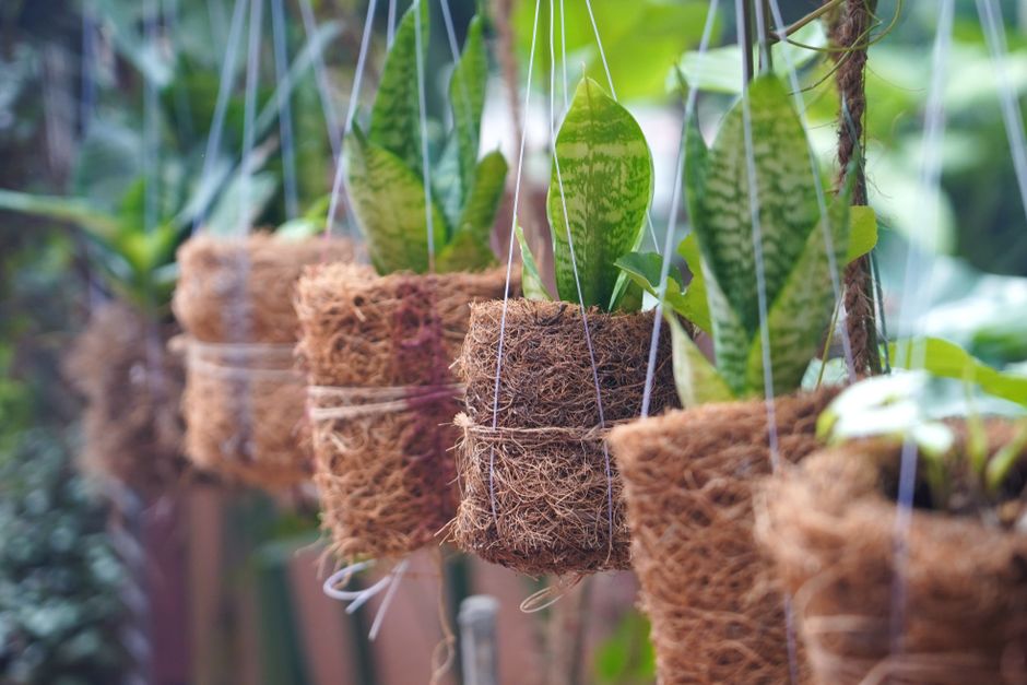 Closeup of hanging plant pots with green leaves, showcasing organic gardening.