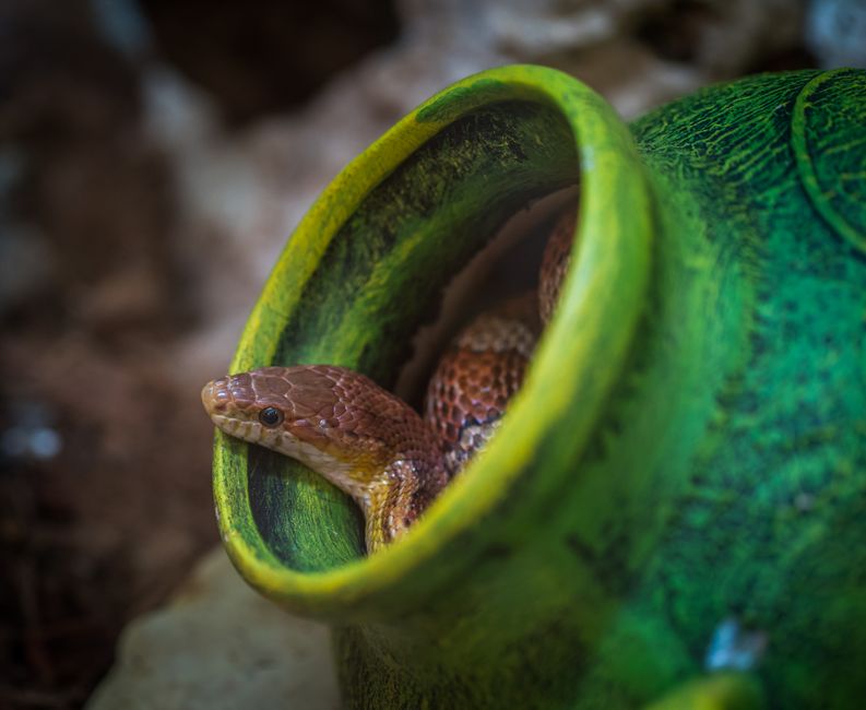 Copperhead - Snakes in Texas