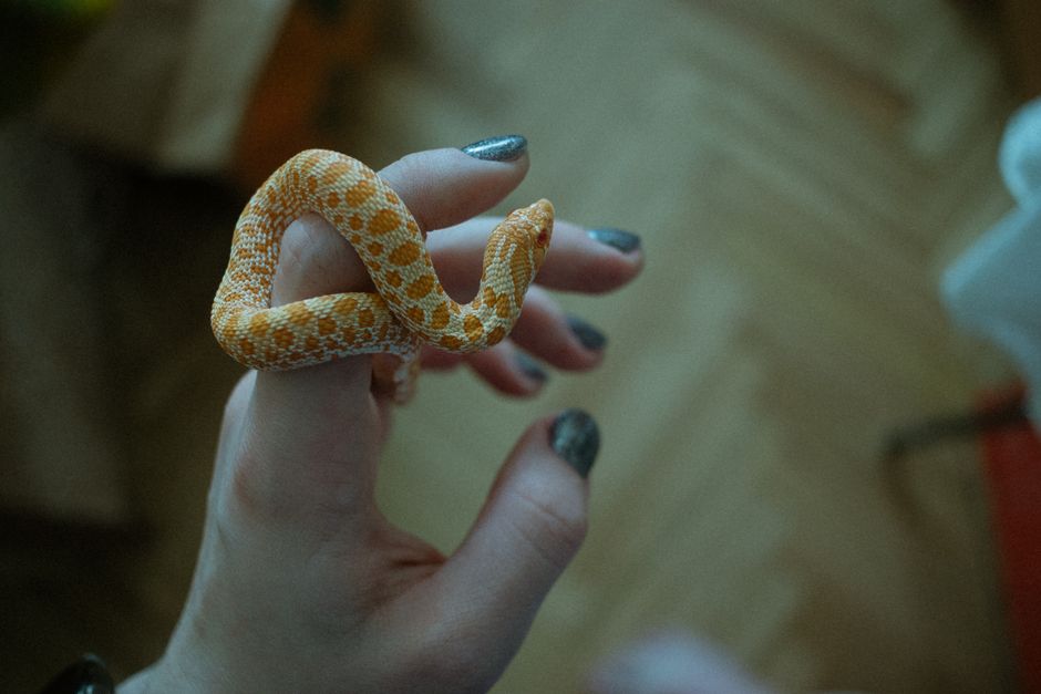 Eastern Hognose Snake - Snakes in Texas