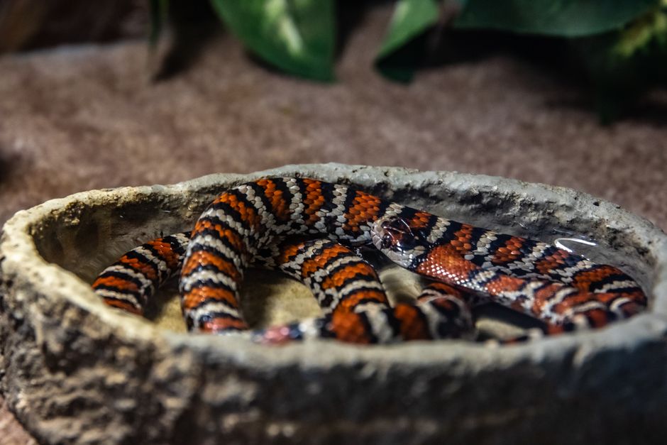 Scarlet Kingsnake - Snakes in Texas
