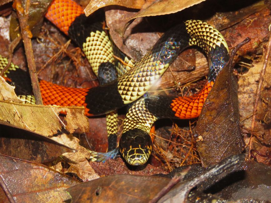 Texas Coral Snake - Snakes in Texas