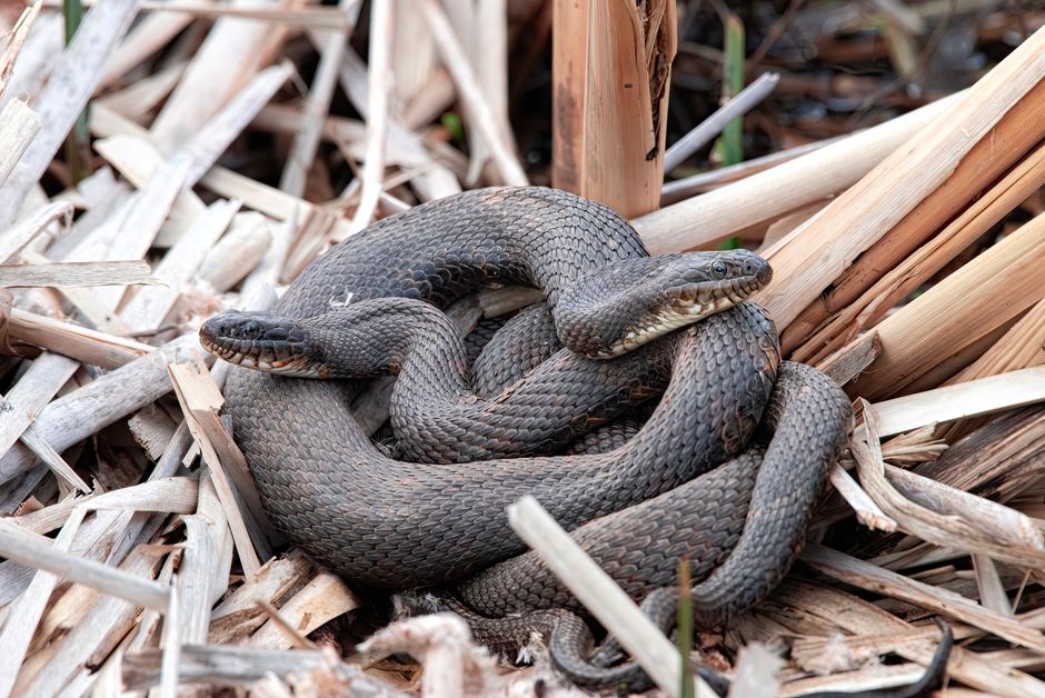 Western Cottonmouth (Water Moccasin) - Snakes in Texas