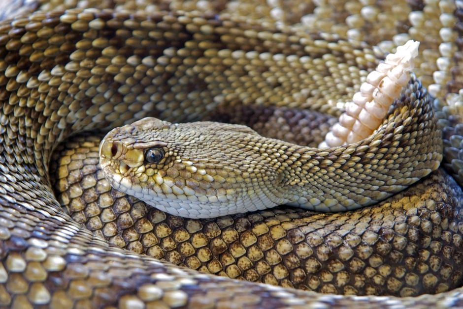 Western Diamondback Rattlesnake - Snakes in Texas