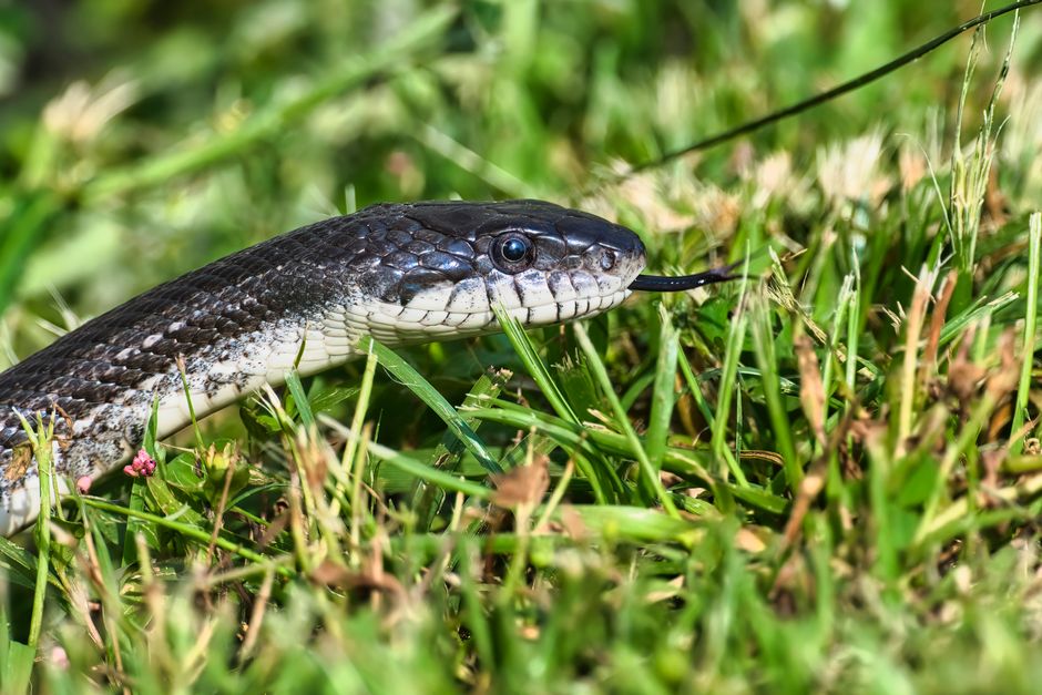 Western Rat Snake (Texas Rat Snake) - Snakes in Texas