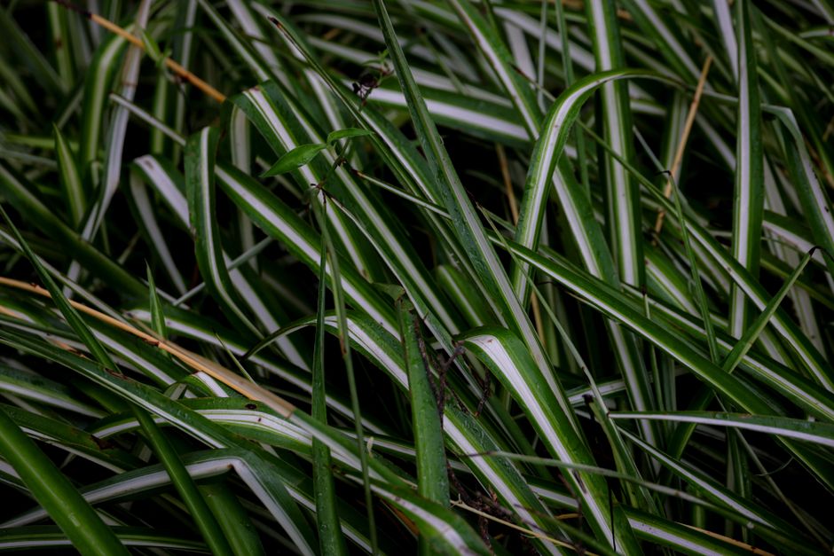 Close-up of lush green spider plant leaves with their striped pattern.