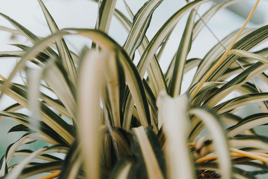 A thriving potted spider plant with variegated green-and-white leaves.