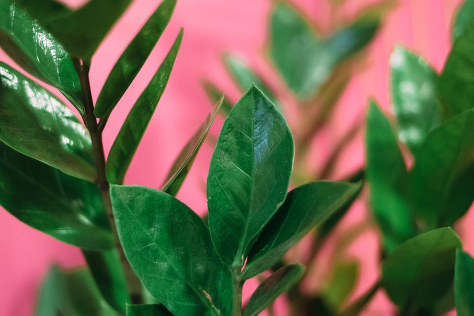 Close-up of the glossy green leaflets of a ZZ plant.