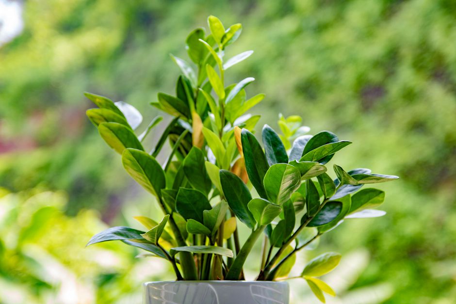 Vibrant green ZZ plant with glossy leaves in a white pot against a blurred background.